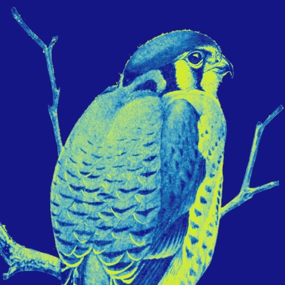 A stylized yellow hawk on a branch against a deep blue background.
