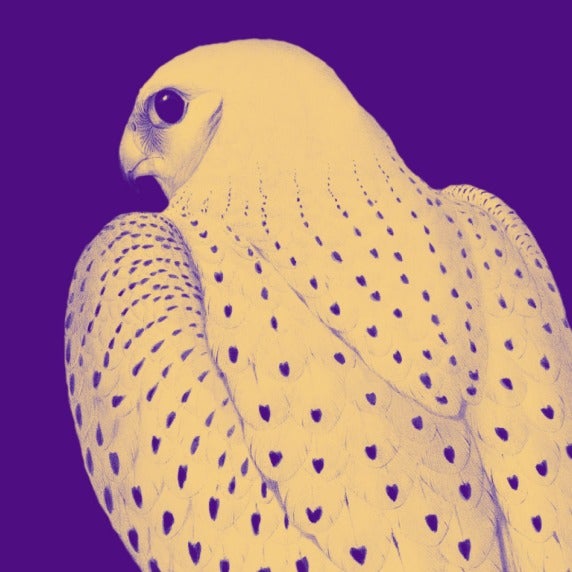 Illustration of a falcon with dark tear-shaped patterns on its feathers against a purple background.