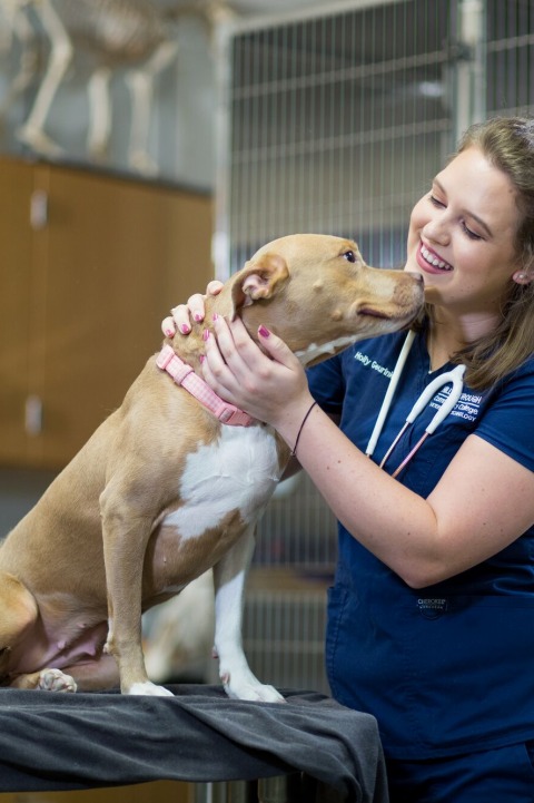 Veterinary technician petting sweet dog