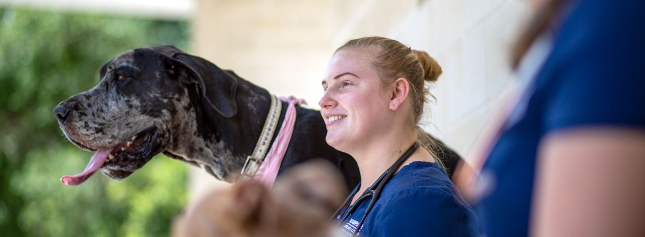 female veterinary student looks off camera with a large black dog by her side.